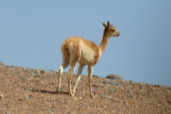 Vicunas (10 photos)