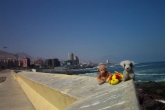 005_-_animals___coast