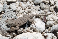 Lizards (13 photos)