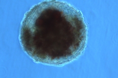 Lincan_Ice_126Xegg