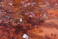Primordial_Life