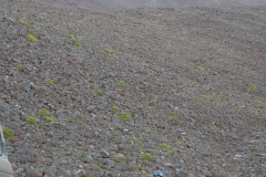 DSCN1517