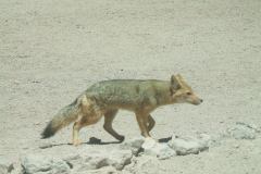 DSCF4452