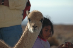 big_llama_eyes