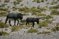 donkeys