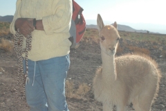 herder_and_baby_llama