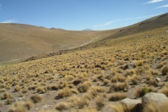 IMGP0087